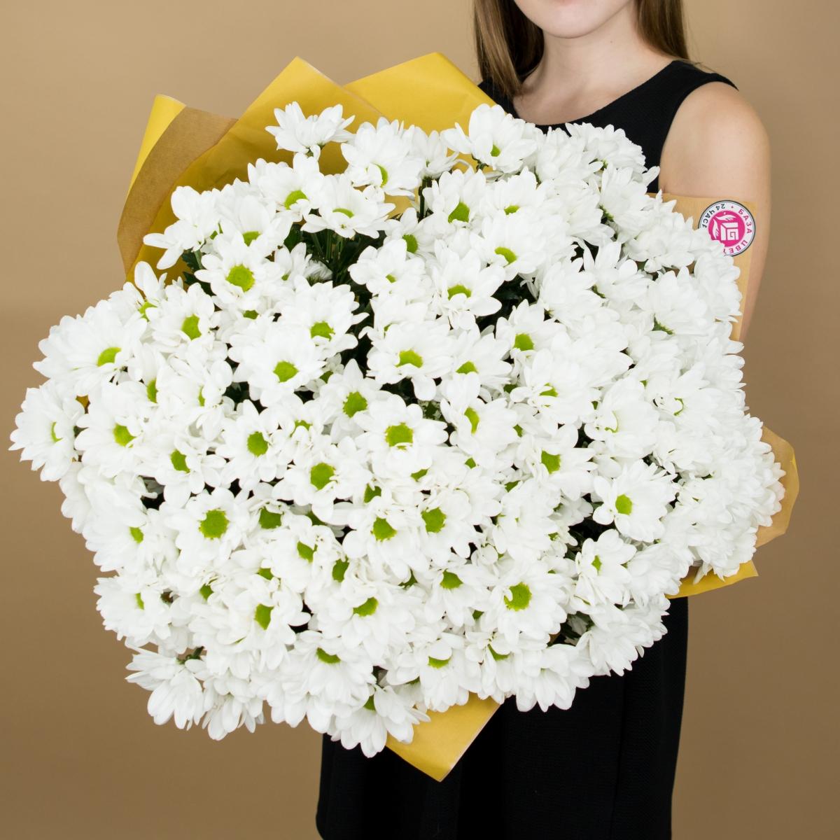 Хризантема белая (ромашка) (код  2772)